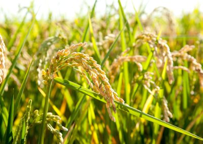 “Rice” marketing research in Canada